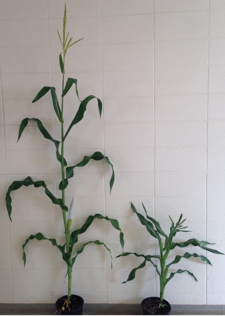 Normal and Mutant Maize Plants