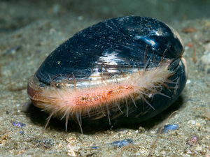 Ocean quahog clam