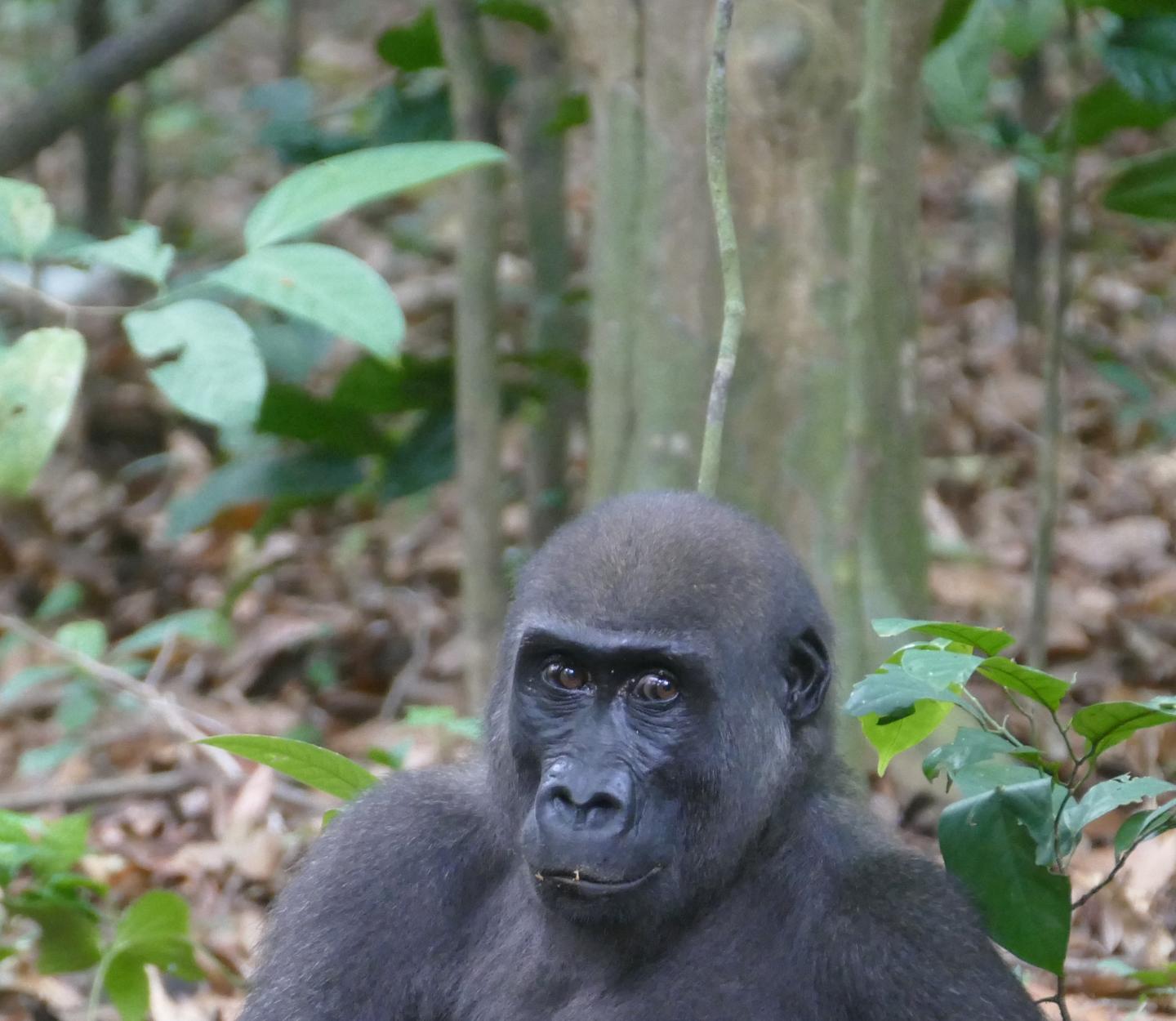 Western Lowland Gorilla