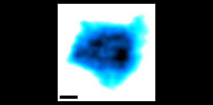 Nuclear Pore Complexes at Work (1 of 2)