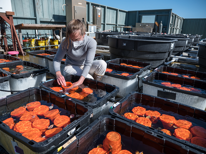 Tanks for red sea urchin studies