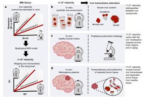 In Vivo MRI Scans of Meningioma Patients with Ex Vivo Iron Quantification