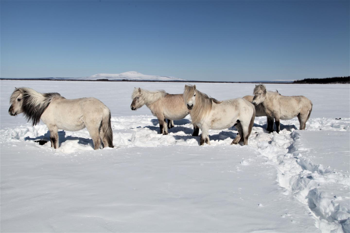 Horses at pleistocene park