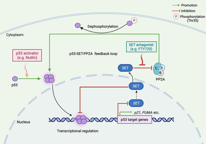 Identification of p53-SET-PP2A feedback loop for cancer therapy