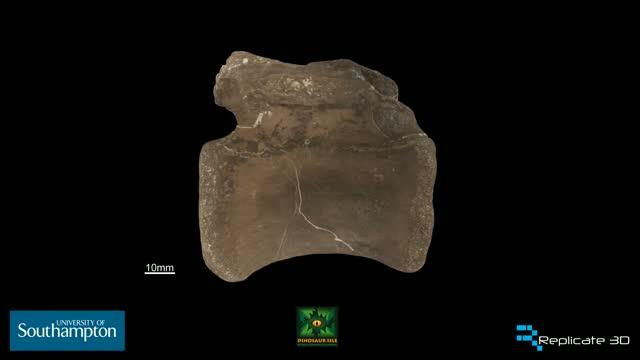 3D Scan of One of the Bones