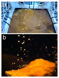 Mesophotic Star Corals Spawning