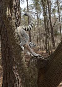 A Ring-Tailed Lemur (<i>L. catta,</i>) Scent Marks a Tree