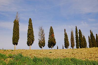 Dying Italian Cypress Trees