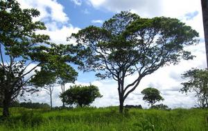 Silvopastoral systems in Caquetá, Colombia