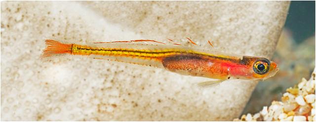 Ember Goby