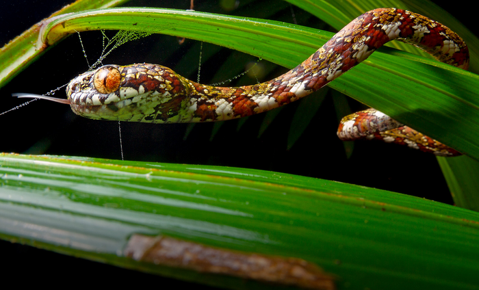 Sibon irmelindicaprioae [IMAGE] | EurekAlert! Science News Releases