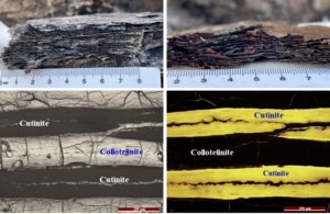 Petrological characteristics of the cutinite-rich coals from the Hequ area