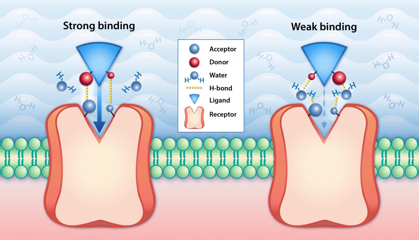 Regulation of Protein-Ligand Binding Affinity by Hydrogen Bond Pairing