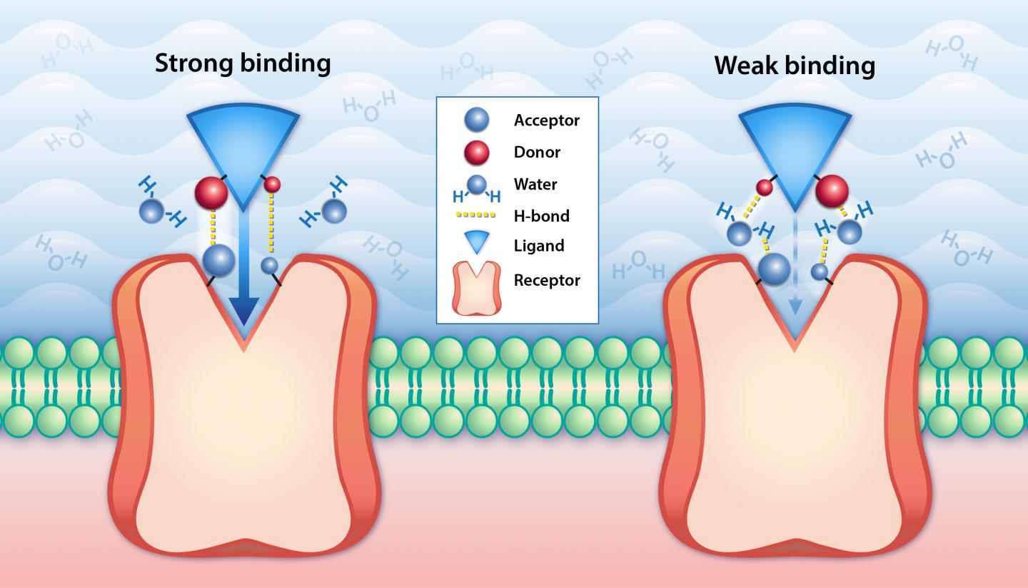 Regulation Of Protein Ligand Binding Affinity EurekAlert 
