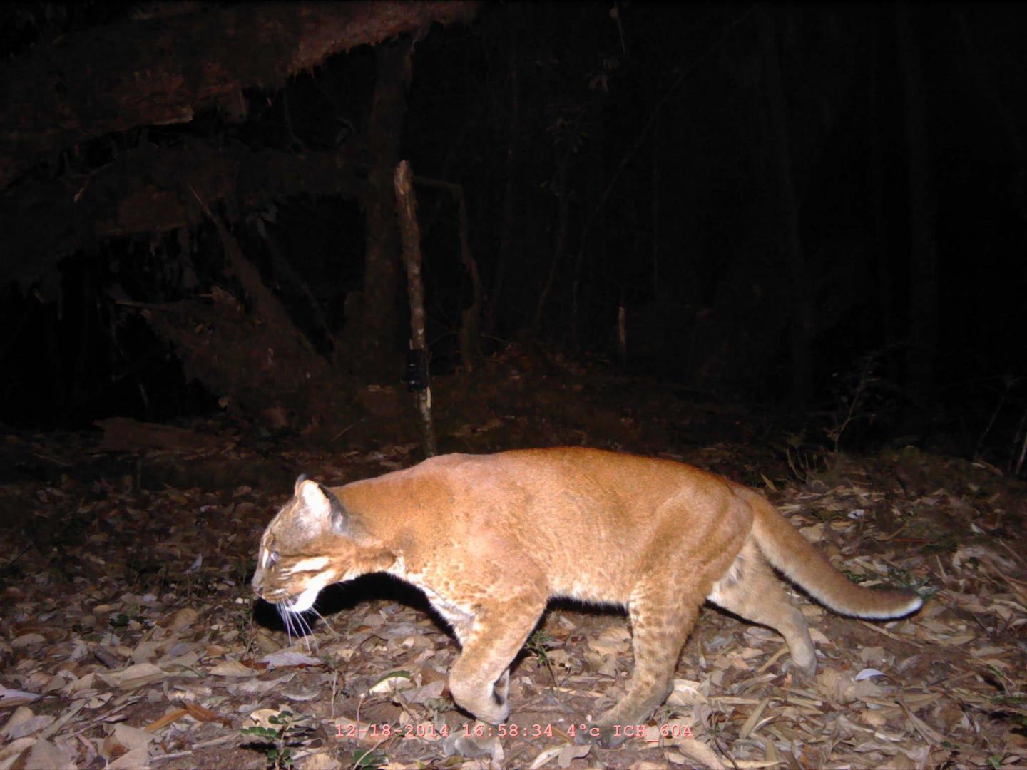 Asiatic Golden Cat -- Golden Morph