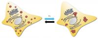 Reversible Aggregation of Vesicles within the Cell from Light Activation