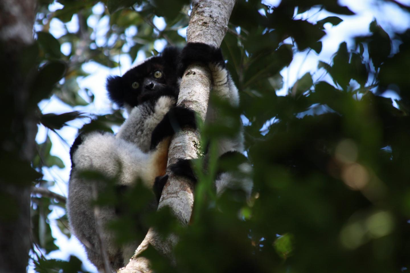 Indri (2 of 2)
