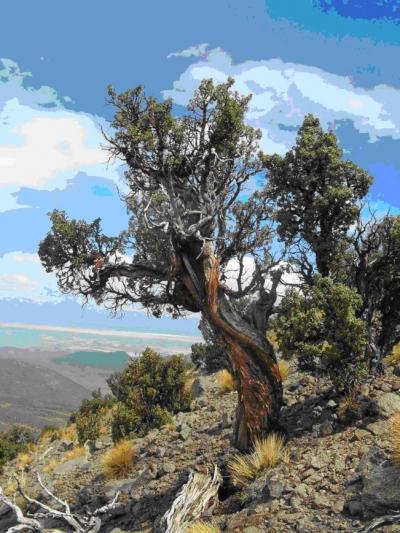 Ancient Trees are Sensitive to Climate Anomalies