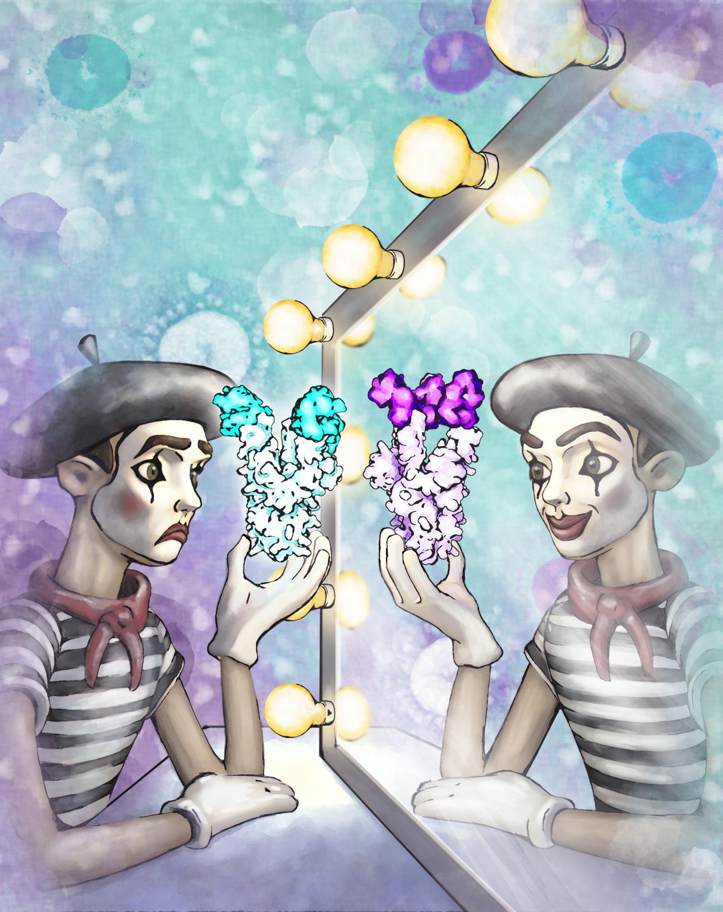 Artist's Concept of Functional Mimicry by a SARS Coronavirus Antibody