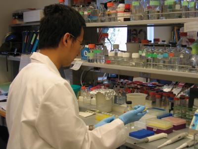 Active Genes Discovered in the Developing Mammal Brain (1 of 3)