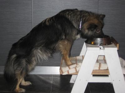 Siiri, a Finnish Lapphund