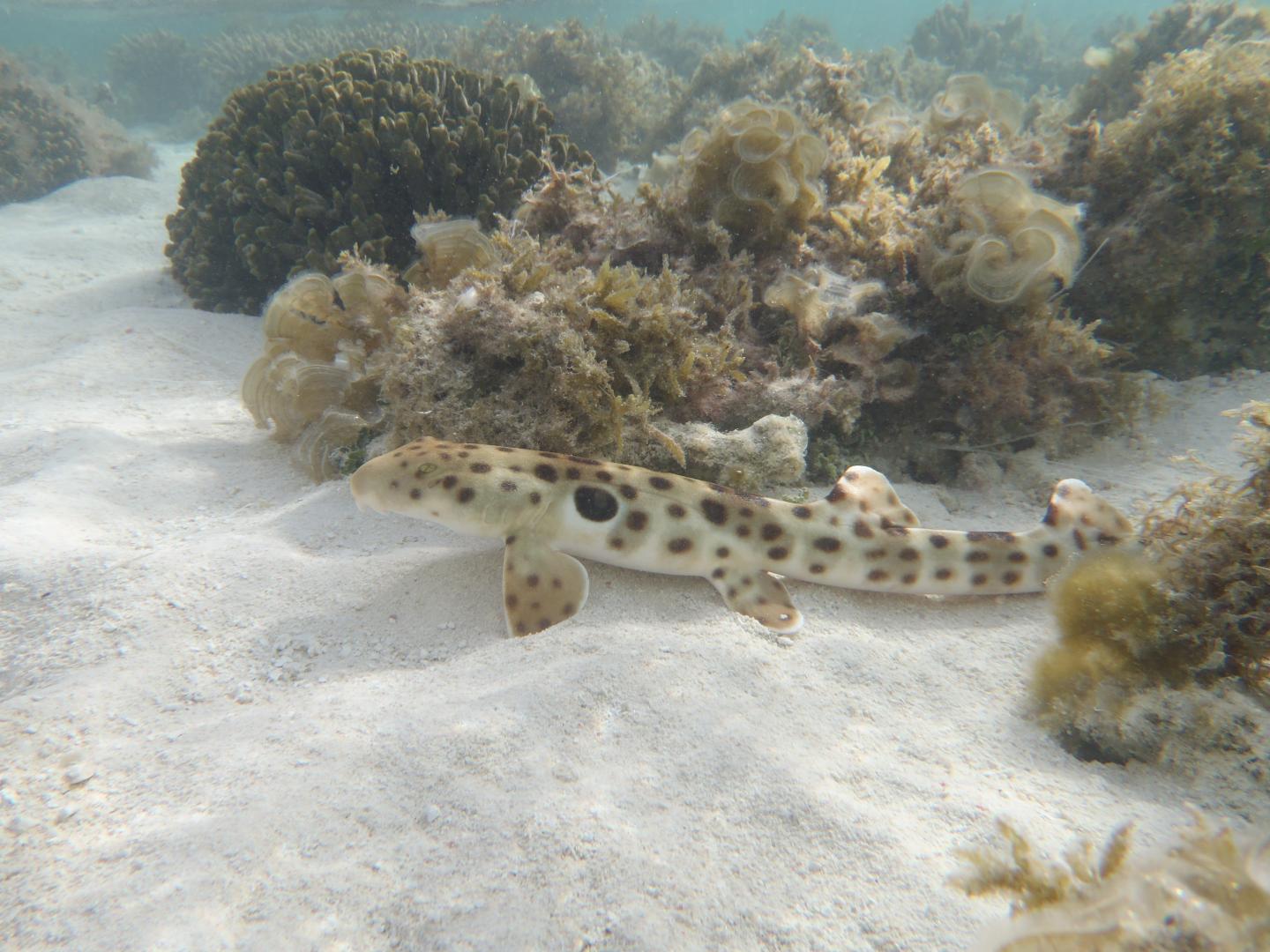 Epaulette Shark