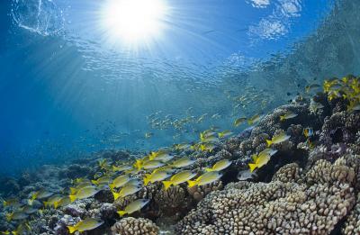 Corals in Polynesia