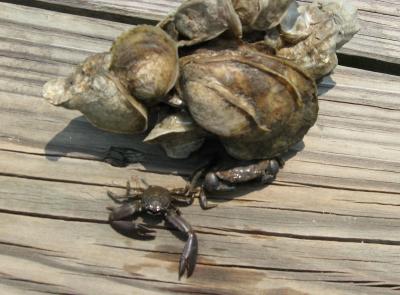 Green Porcelain Crabs