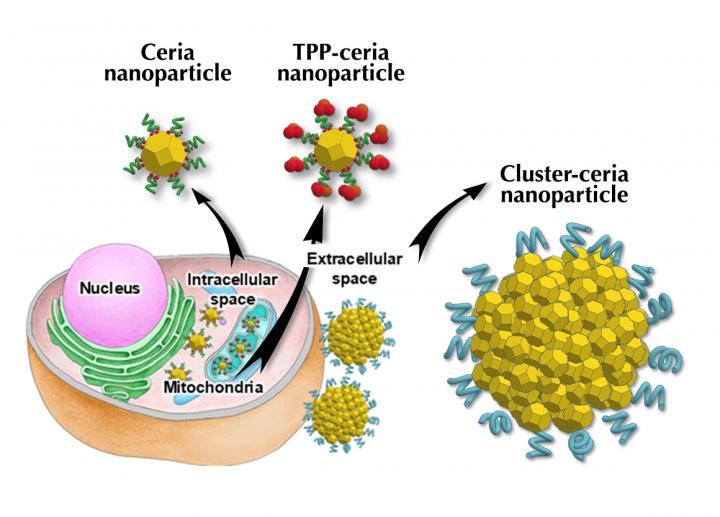 Figure 1: Three Types of Ceria Nanoparticles to Treat Parkinson's Disease