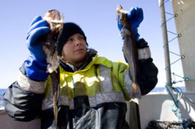 Seal Damage in Cod Fishing