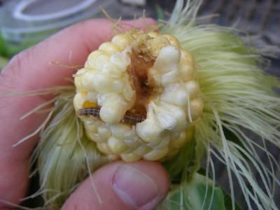 European Corn Borer