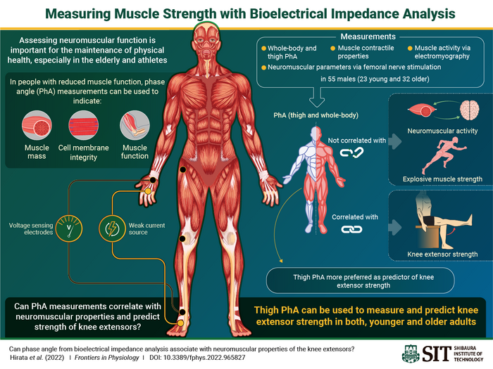 Measuring muscle strength with bioelectrical impedance analysis