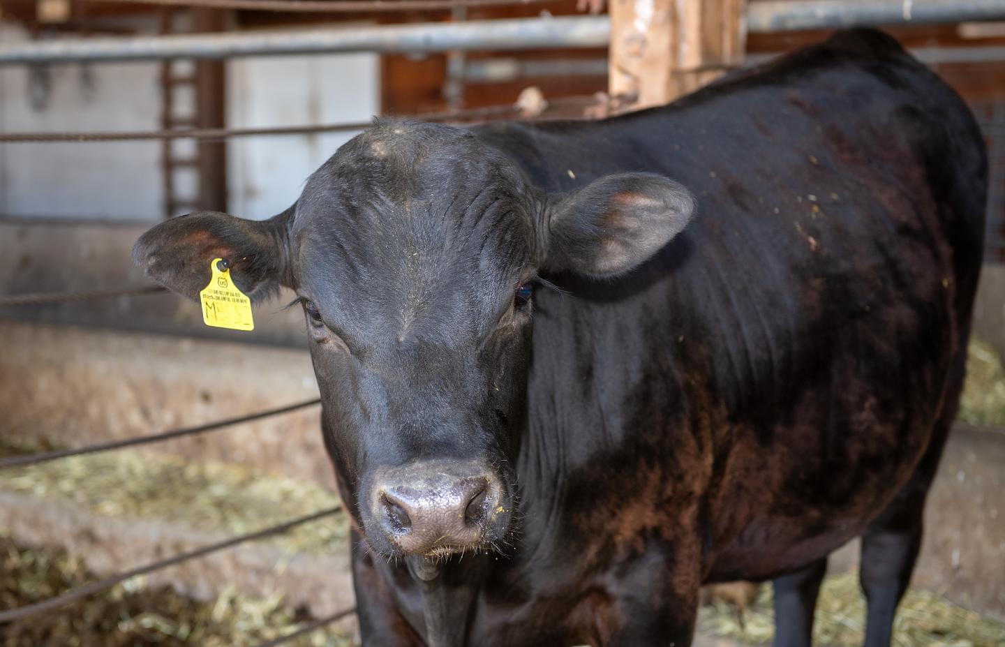 Gene-edited surrogate bull
