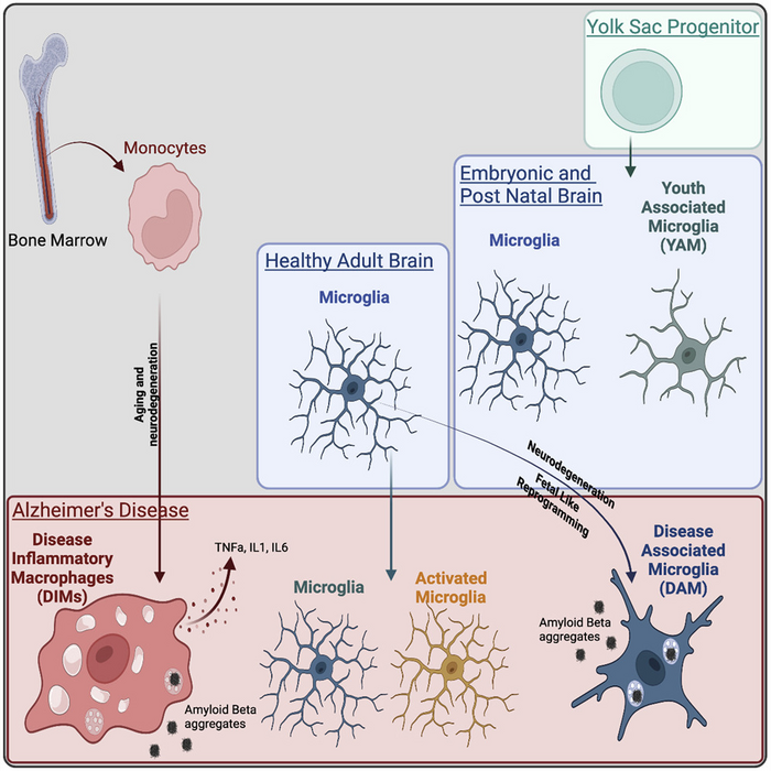 The DAM population corresponds to a fetal-like reprogramming similar to Youth-Associated Microglia while DIMs appear during aging and increase in neurodegenerative diseases