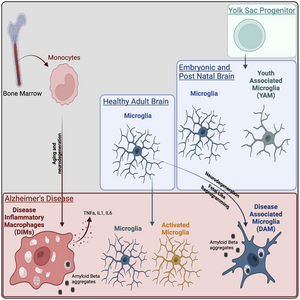 The DAM population corresponds to a fetal-like reprogramming similar to Youth-Associated Microglia while DIMs appear during aging and increase in neurodegenerative diseases