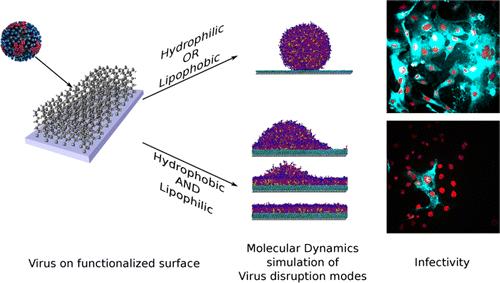 Effects of Functionalized Surfaces on Viral Particles