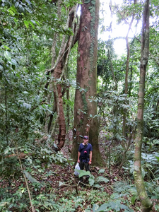 Lightning strike on Barro Colorado Island in Panama