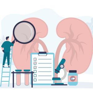 Visualization of Intracellular ATP Dynamics in Different Nephron Segments under Pathophysiological Conditions Using the Kidney Slice Culture System