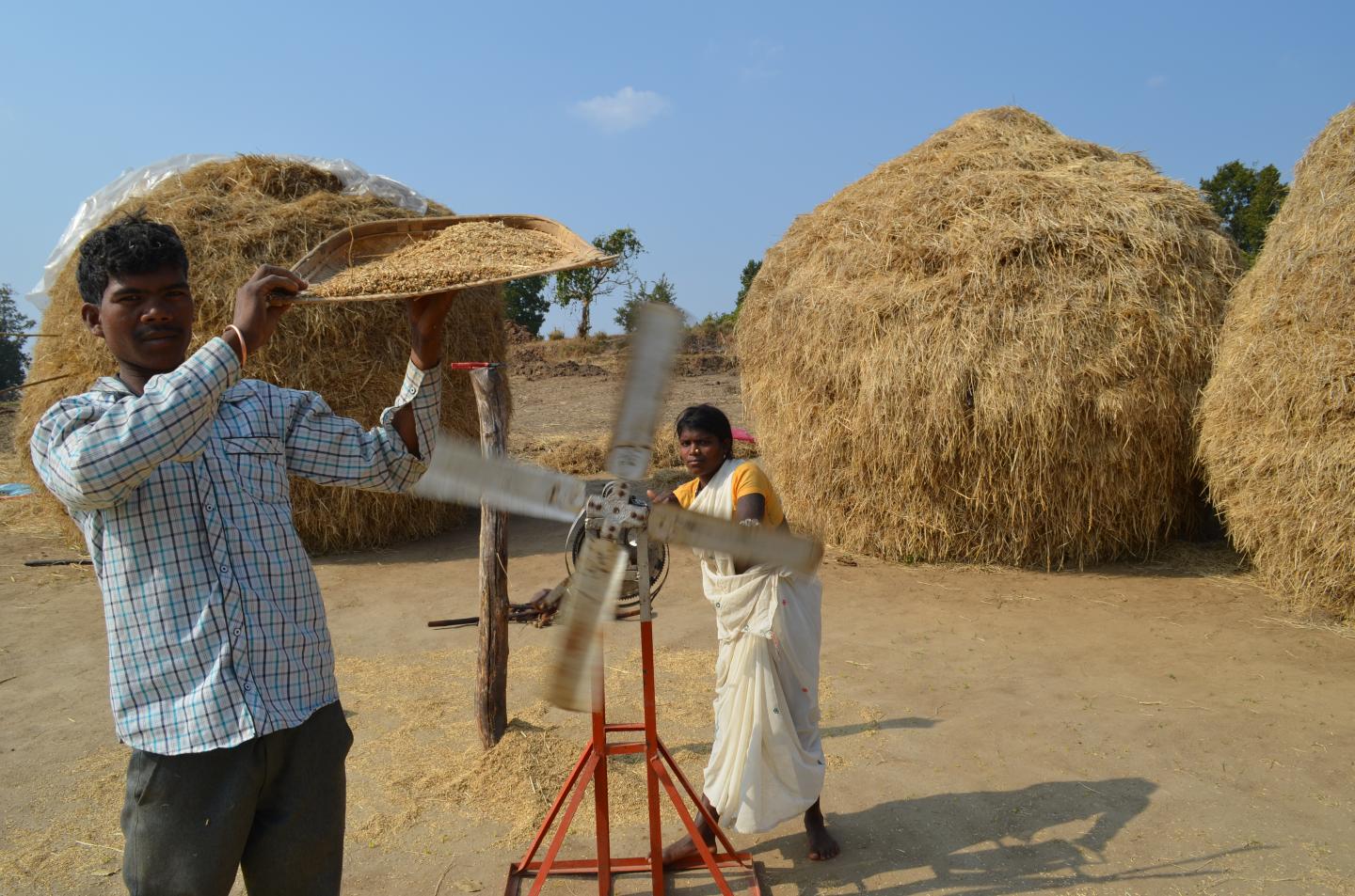 Rice Farmers in India