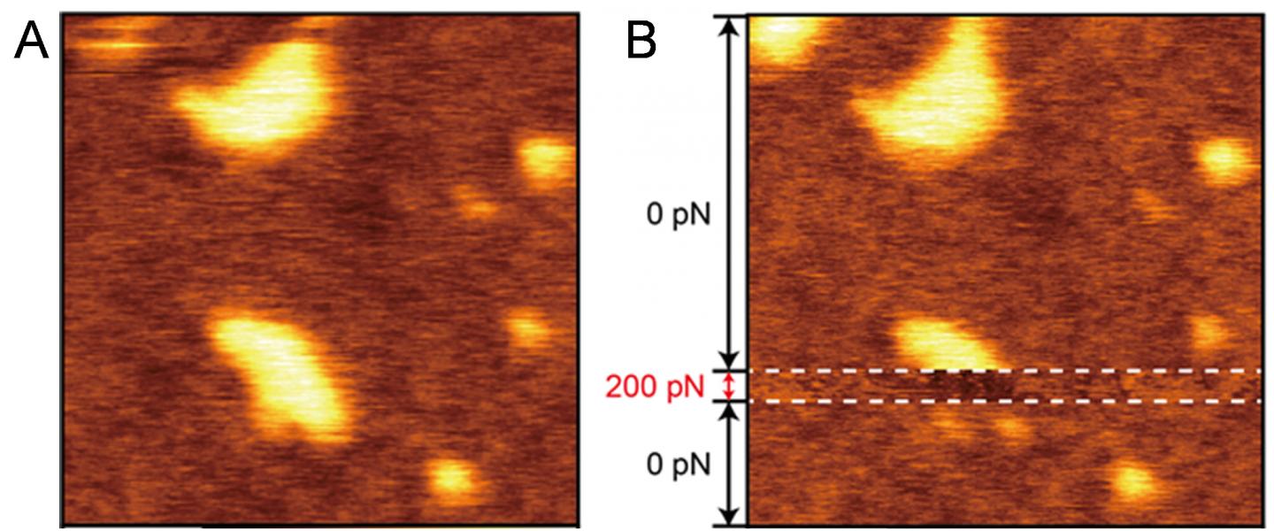 Force-Dependent Topography 