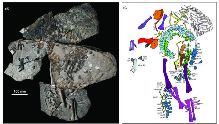 B. eremicarminis specimen a) overview of skeleton (photograph by Stephanie Abramowicz); b) color-coded interpretation of skeleton (drawing by Dr. Nicole Klein).