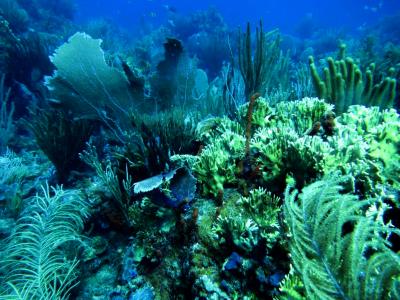 St. John Reef Communities (2 of 3)