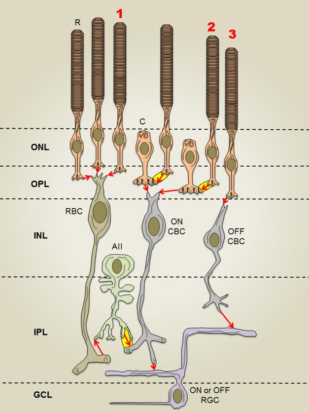 Proposed Functional Architecture of the Balaena Mysticetus Retina