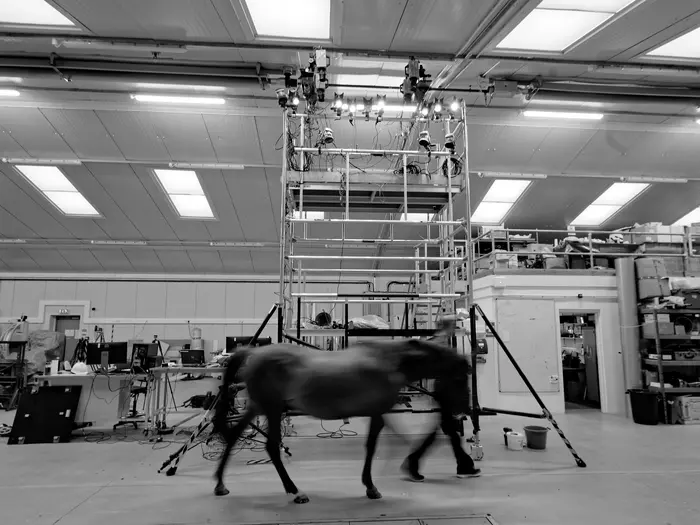 Horse moving through the camer [IMAGE] | EurekAlert! Science News Releases