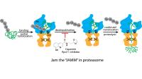 Jamming the Proteasome