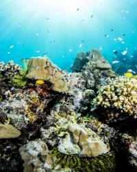 Healthy Coral Reef 