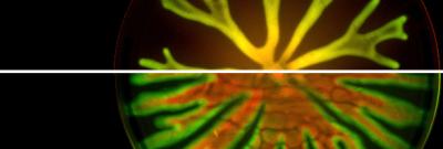 Evolution of Hyperswarming Bacteria Could Develop Anti-Biofilm Therapies