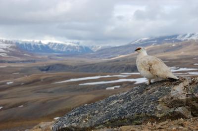 Ptarmigan Cock