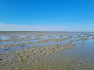 A tidal sandflat