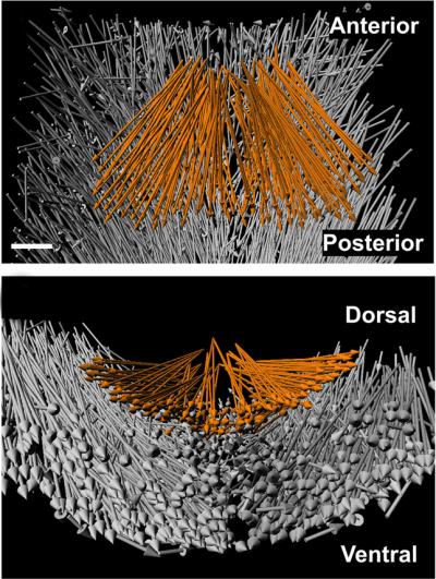 Mesodermal and Ectodermal Cell Movement
